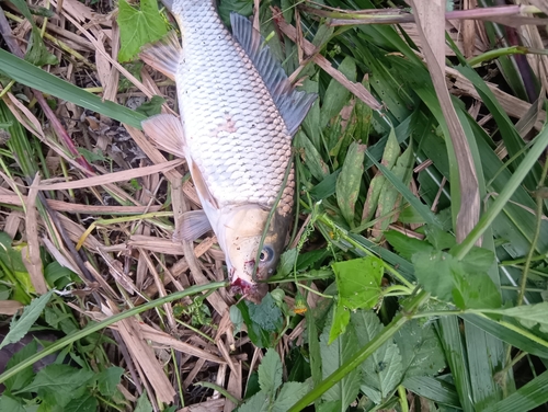 コイの釣果