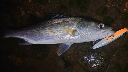 セイゴ（マルスズキ）の釣果