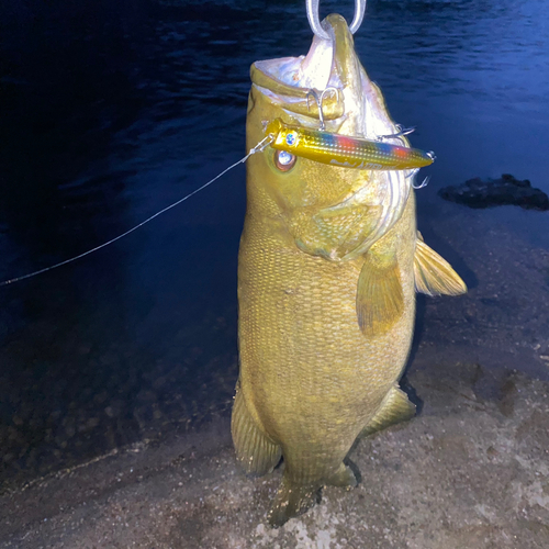 スモールマウスバスの釣果