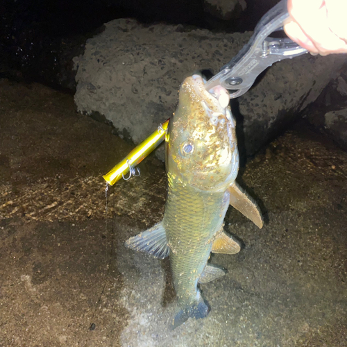 ニゴイの釣果