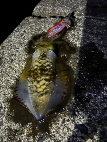 アオリイカの釣果