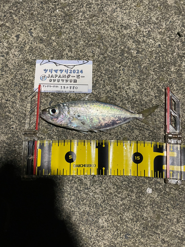 アジの釣果