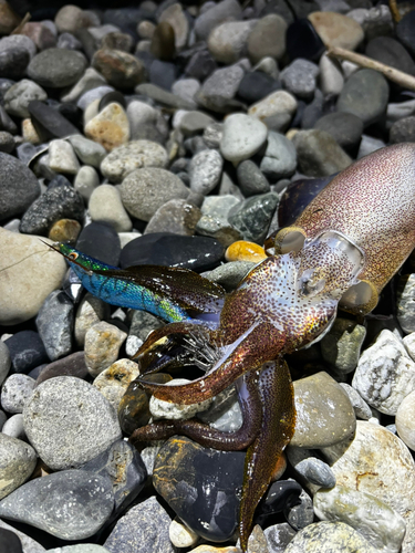 アオリイカの釣果