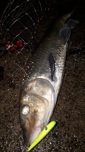 ニゴイの釣果