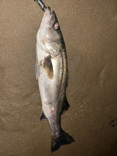 スズキの釣果