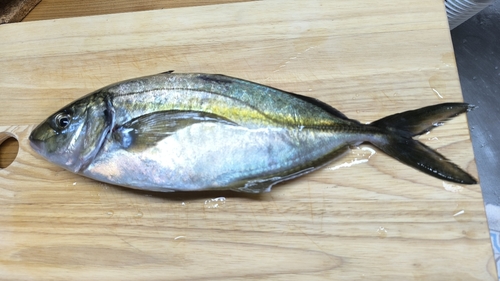 シマアジの釣果