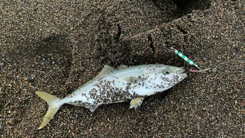 ワカシの釣果