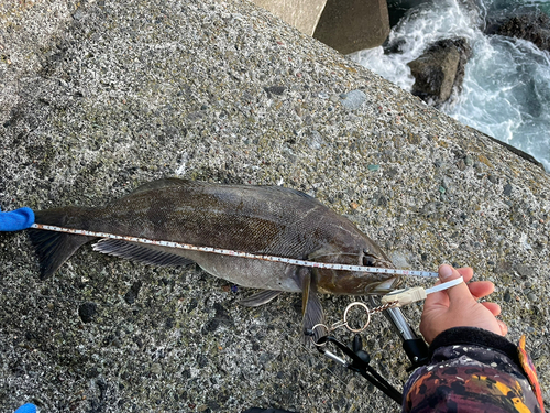 アイナメの釣果