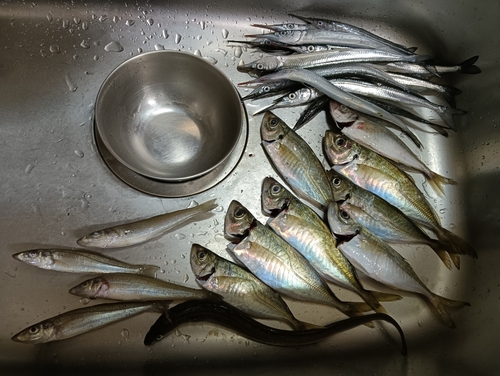 アジの釣果