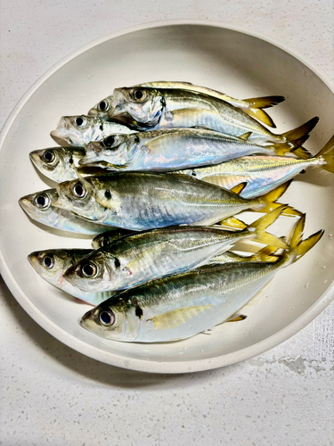 アジの釣果