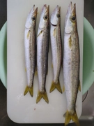 カマスの釣果