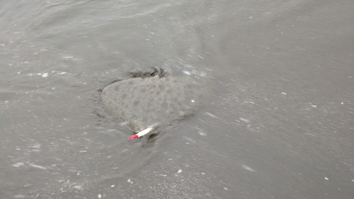 ツバクロエイの釣果