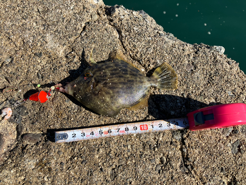 カワハギの釣果