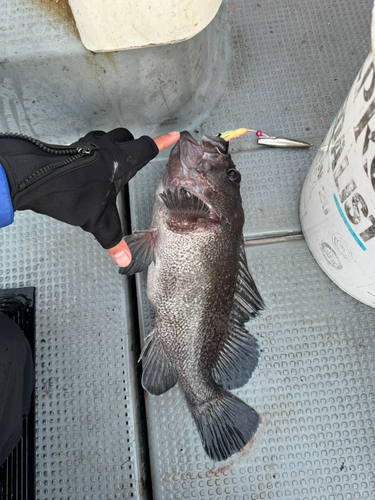 マゾイの釣果