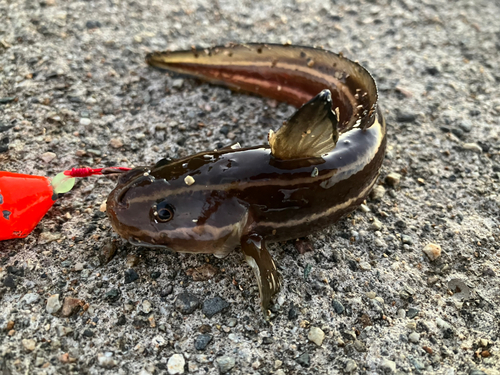 ゴンズイの釣果