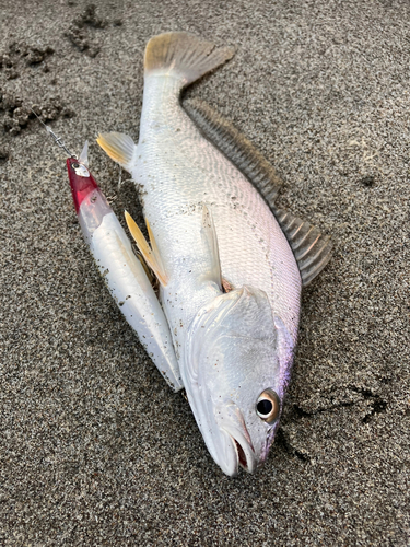 ニベの釣果