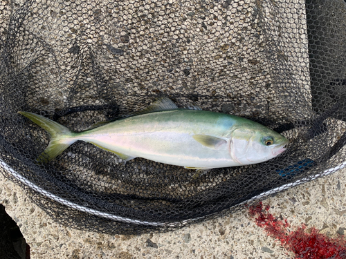 ツバスの釣果