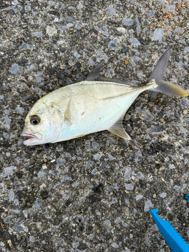 ロウニンアジの釣果