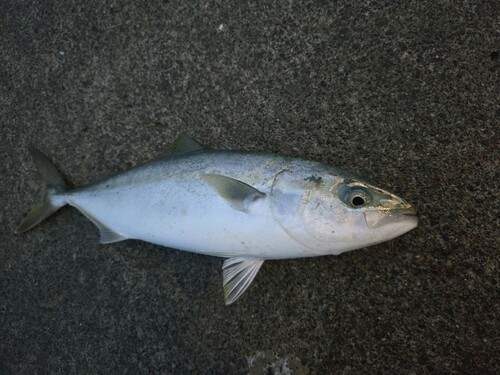 ツバスの釣果