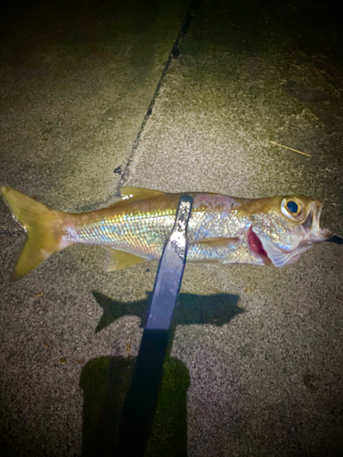 ムツの釣果