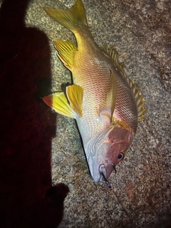 シブダイの釣果