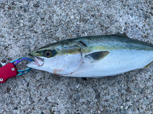 ハマチの釣果