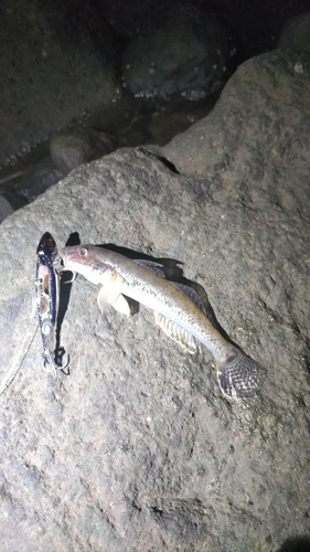 マハゼの釣果