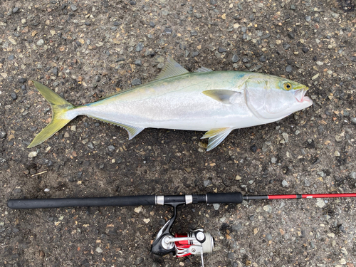 ブリの釣果