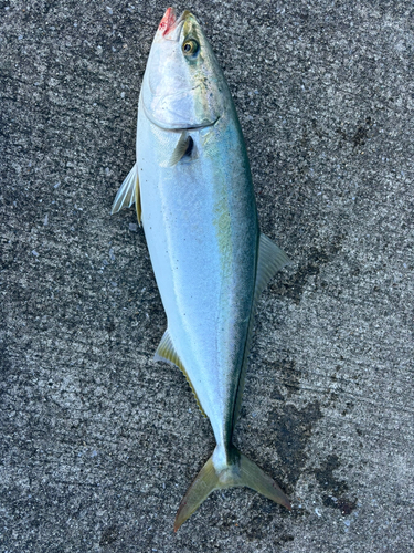 ハマチの釣果