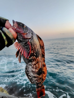 アイナメの釣果