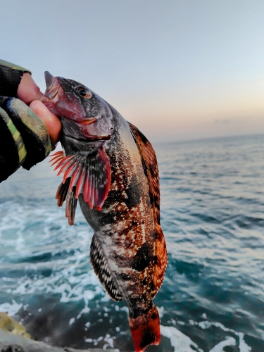 アイナメの釣果