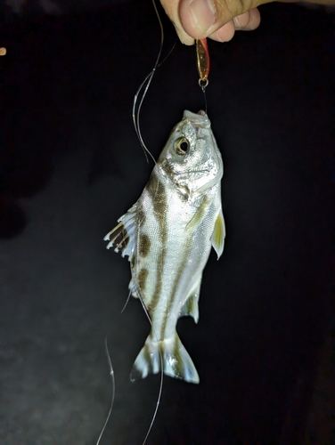 コトヒキの釣果