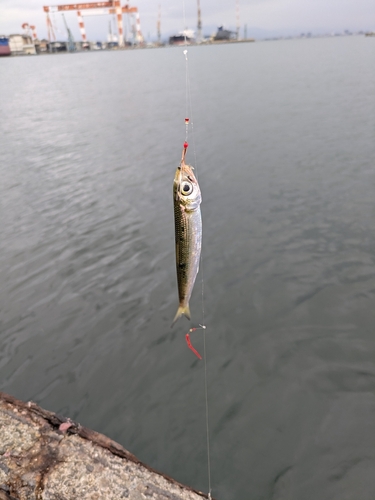 イワシの釣果