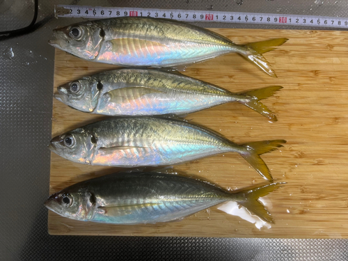 アジの釣果