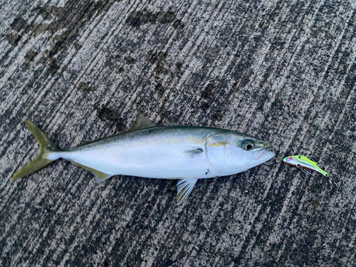 表浜名湖