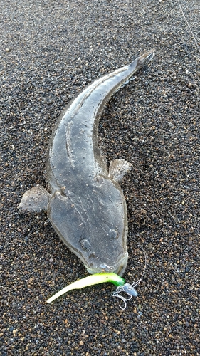 マゴチの釣果