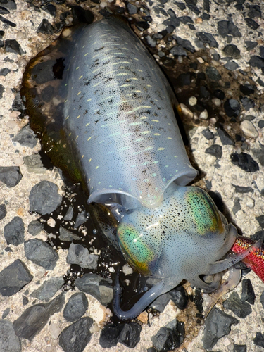 アオリイカの釣果