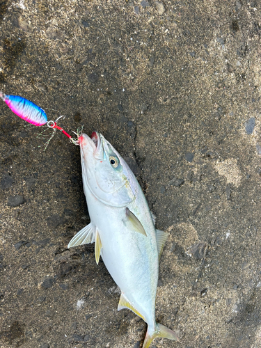 イナダの釣果