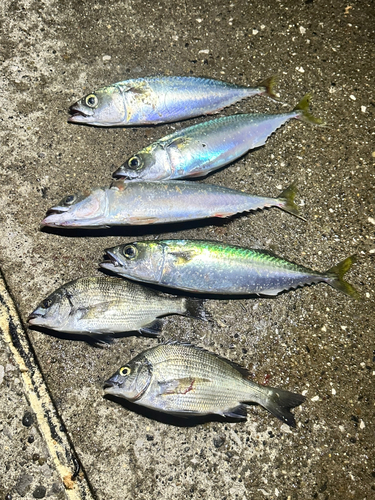 サバの釣果