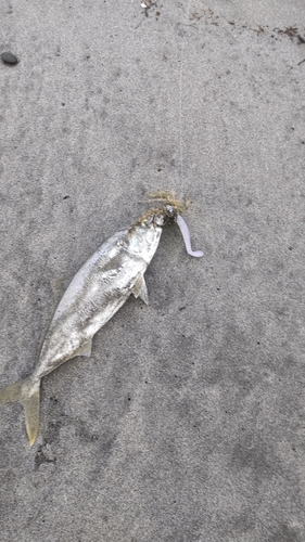 ワカシの釣果