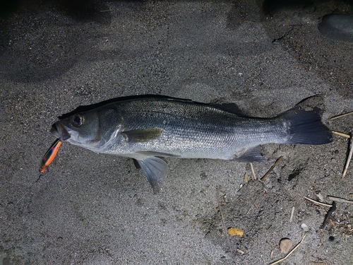 ヒラスズキの釣果