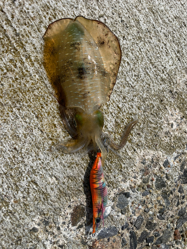 アオリイカの釣果