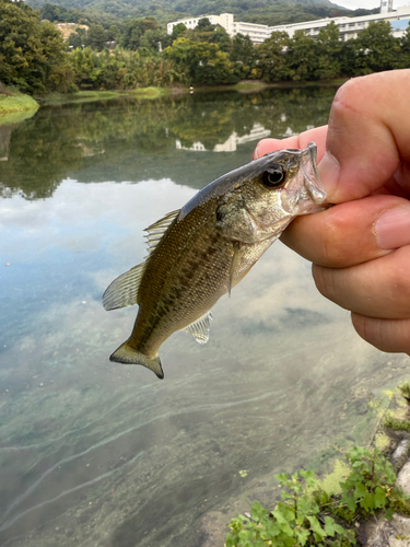 ラージマウスバスの釣果