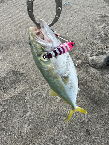 ワカシの釣果