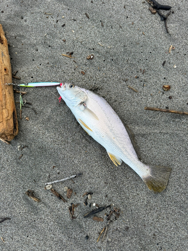 ニベの釣果