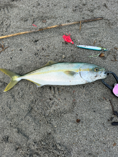 ワカシの釣果