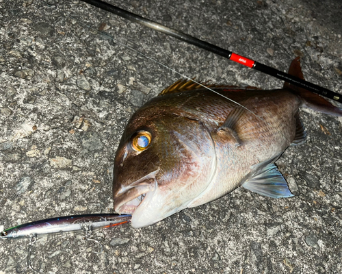 タイの釣果