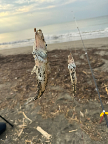 シロギスの釣果