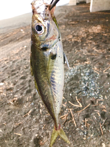 マアジの釣果