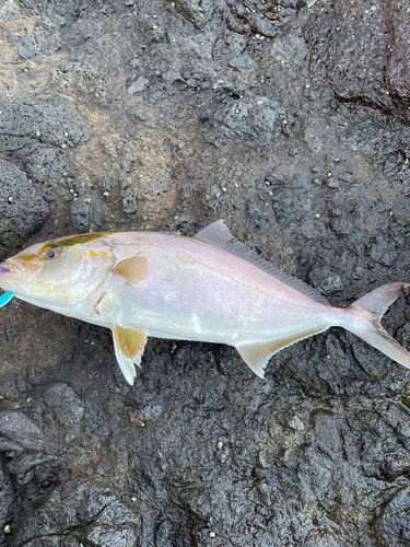 ショゴの釣果